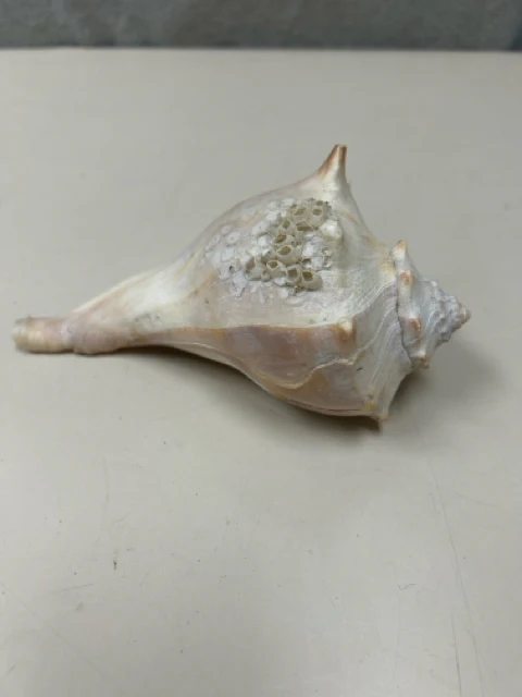 ASSOR SEASHELL