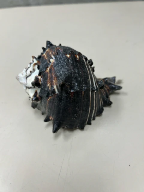 ASSOR SEASHELL