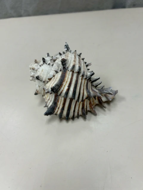 ASSOR SEASHELL