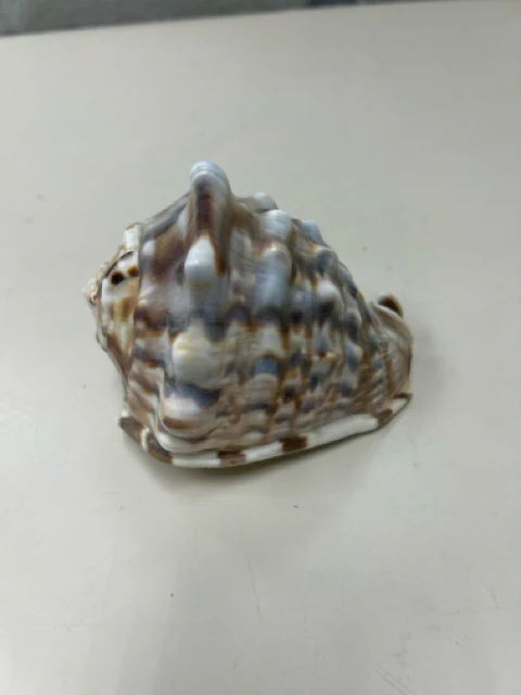 ASSOR SEASHELL