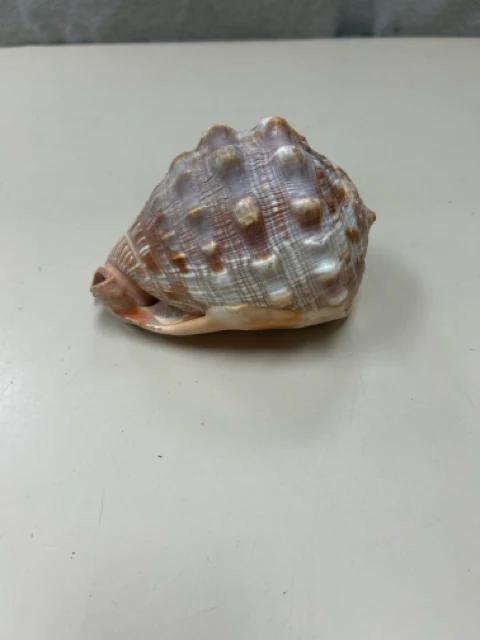 ASSOR SEASHELL