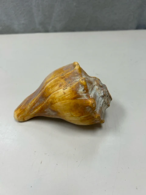 ASSOR SEASHELL