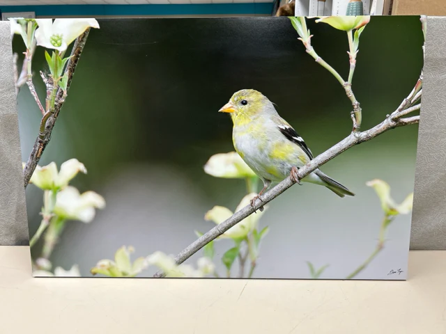 BIRD ON BRANCH