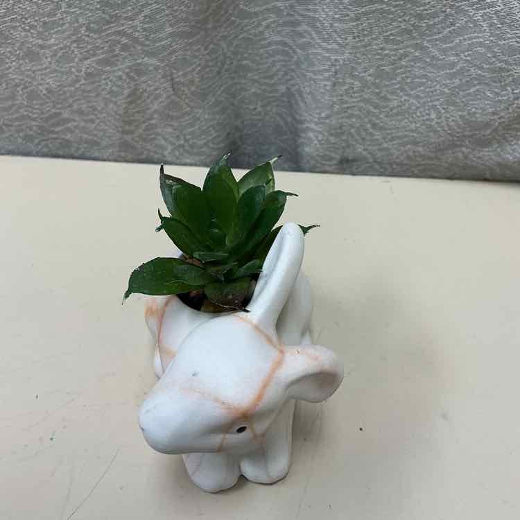 BUNNY W/FAUX PLANT - Image 2