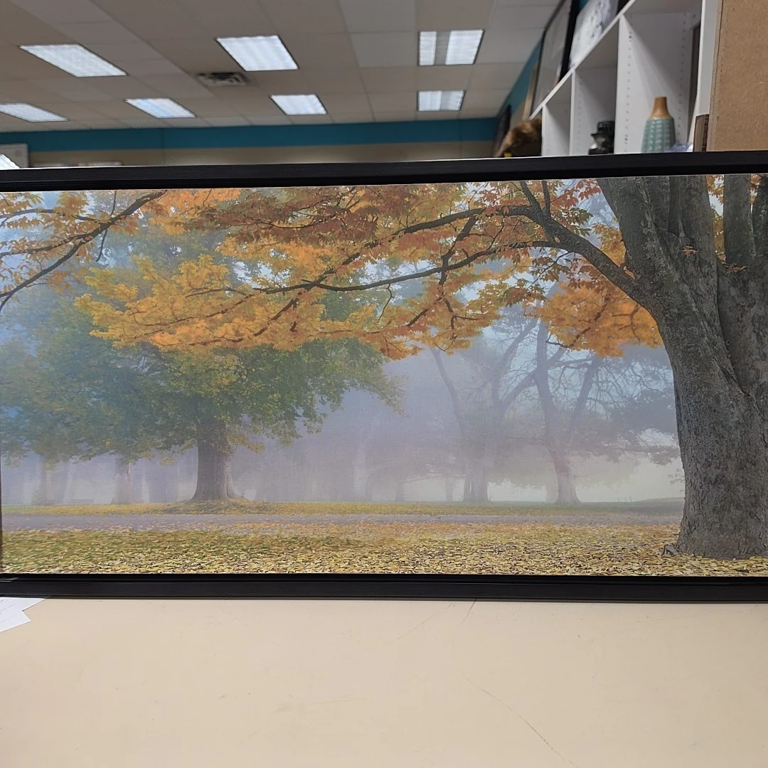 FOGGY MORNING IN FOREST