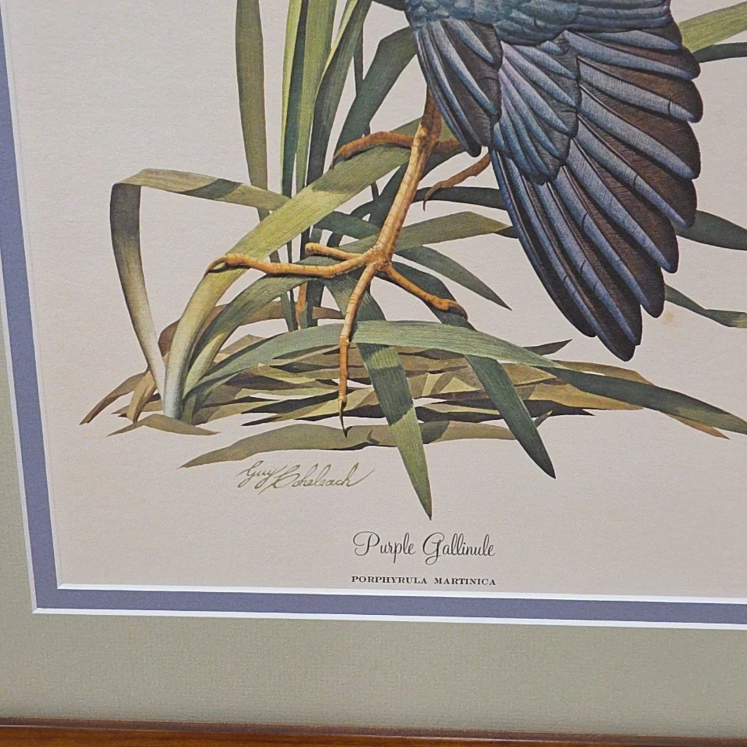 PURPLE GALLINULE - Image 2