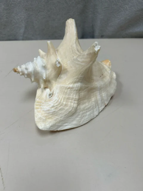 SEASHELL