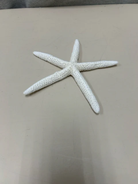 WHITE DRIED STARFISH