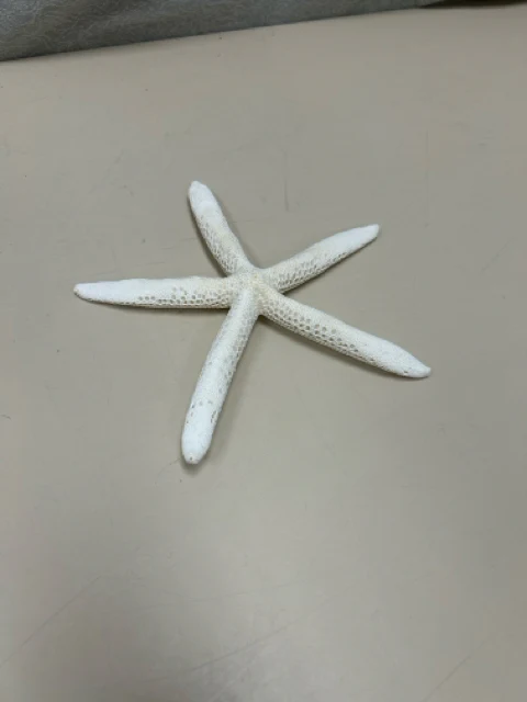 WHITE DRIED STARFISH