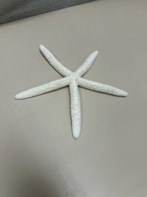 WHITE DRIED STARFISH