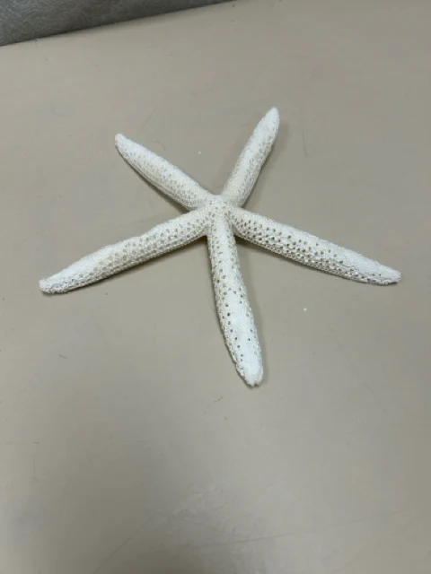 WHITE DRIED STARFISH