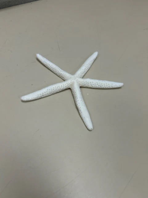 WHITE DRIED STARFISH
